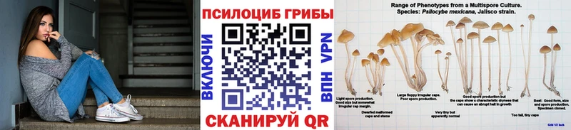 Галлюциногенные грибы Psilocybe Дмитровск